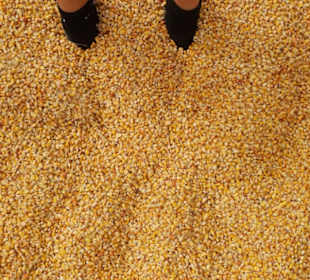 Maislabyrinth Südlohn