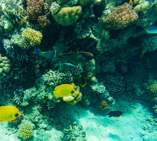 Schnorcheln Makadi Bay