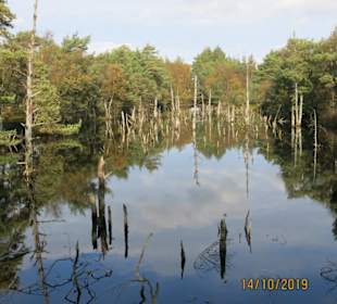Renaturiertes Heidemoorgebiet