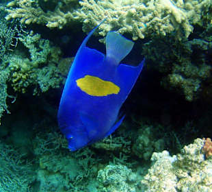 Arabischer Kaiserfisch