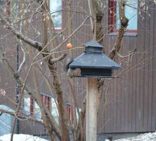 Freilichtmuseum Skansen