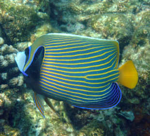 Imperator Kaiserfisch