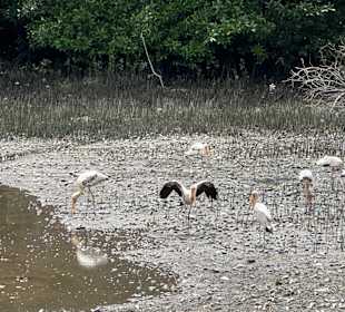 Sungei Buloh Wetland Reserve