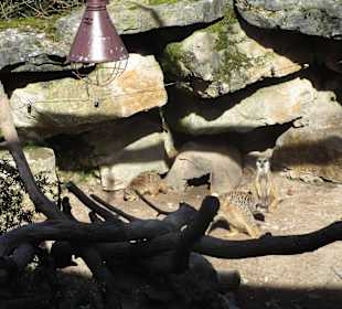 Zoo Landau
