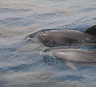 Dolphin house - All Best Trips