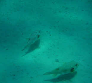 Kofferfische im Hausriff