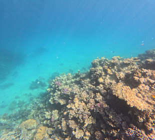 Schnorcheln Makadi Bay