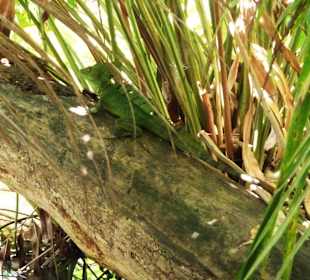 Jesus Echse/Cahuita Nationalpark