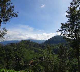 Elefantenreiten Sigiriya