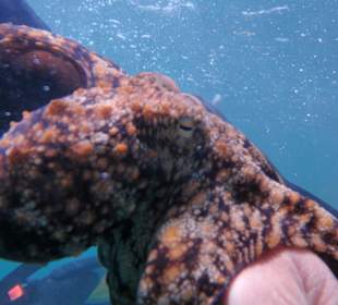 Unterwasserwelt vor Tarajalejo