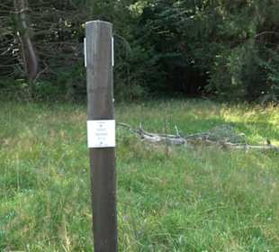 Sternberg