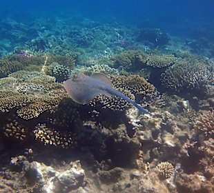 Hoteleigenes Hausriff