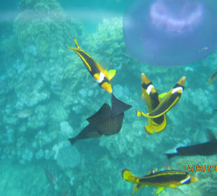 Unterwasserwelt