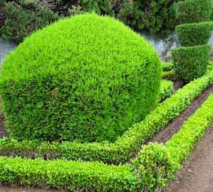 Formschnitt im Botanischen Garten