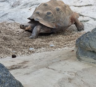 Schildkröte