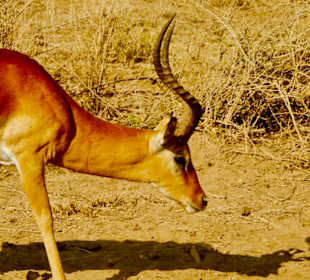 Grant Gazelle