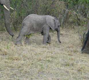 Babyelefant in der Mara