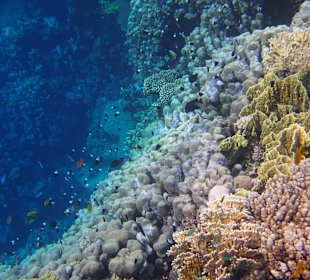 Außenriff Panorama