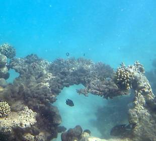 Schnorcheln Marsa Alam