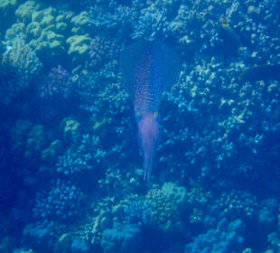 Schnorcheln Makadi Bay