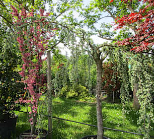 Peterhof-Pflanzen in Hanhofen