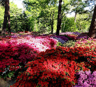 Ein Meer von Blüten