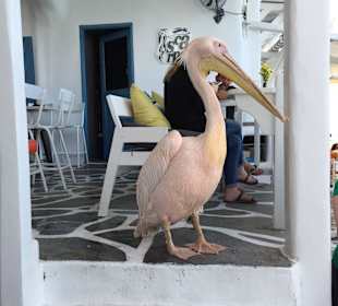 Der Pelikan von Mykonos 