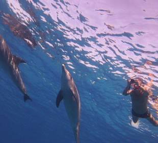 Schnorcheln mit Delfinen