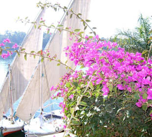 Botanischer Garten mit Felukken