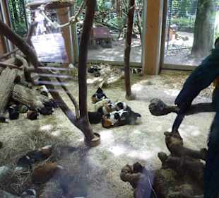 Meerschweinchen und Gelbrust Ara Gehege