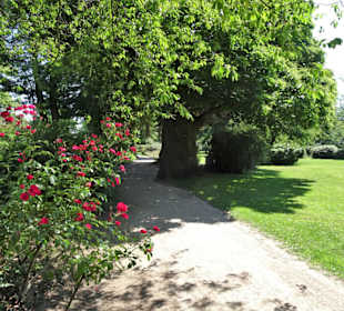 Spaziergang durch den Rosengarten