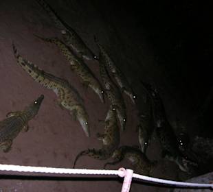 Fütterung im Camp bei Nacht