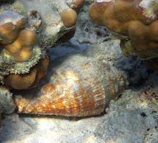 Muschel unter Wasser