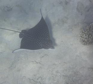 Adlerrochen in der Bucht...