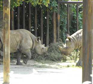 Safari ZOO Dvur Kralove w Czechach