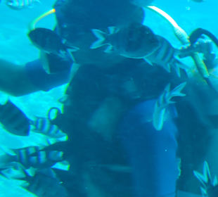 Glasbodenboot Tour Hurghada