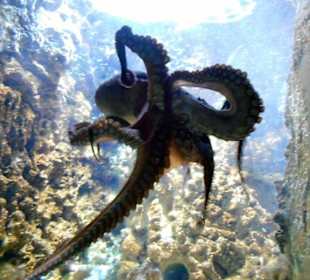Ośmiornica w Aquarium Rodos