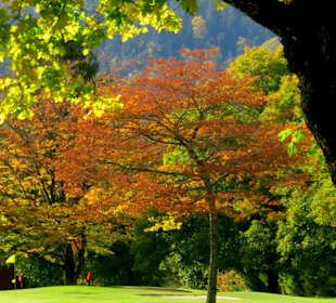 Herbst am Golfplatz