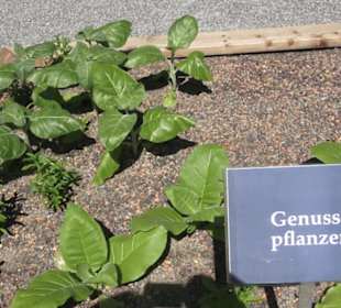Botanischer Garten der Universität Zürich