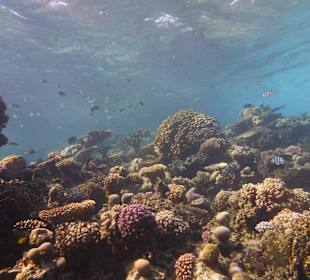 Einmalie Erlebnisse mit Mo´s Delfinen