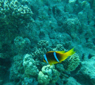 unter Wasser mit dem Schnorchel