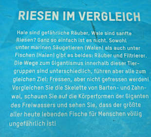 Vergleich Walfisch-Hai