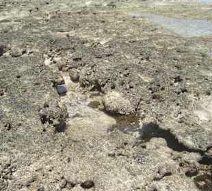 Ausflug Glasbodenboot Diani Beach