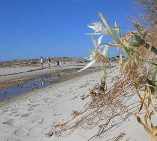 Gigli di mare tra ledune della spiaggia di Budoni