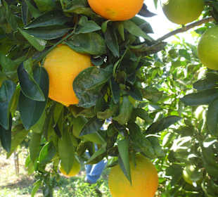 Plantagenbilder Alanya - Orange