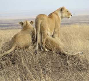 Löwen bei der Jagt