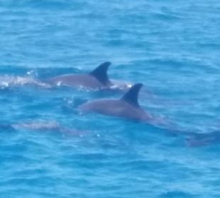 Delfin Tour "Dolphine House" El Gouna