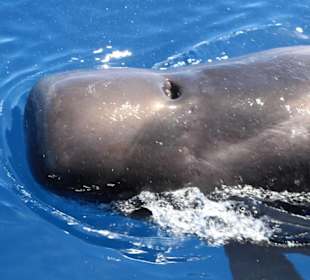 Delfin und Walbeobachtung 3 stündig 