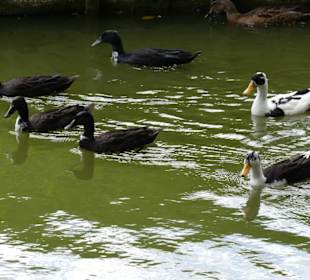 Bewohner des Grabens 