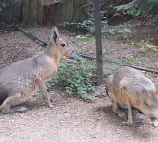 Die laufen hier frei rum